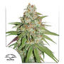 Glueberry O.G. (Dutch Passion) feminisiert