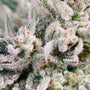 GMO Bomb Fast (Atlas Seed) feminisiert