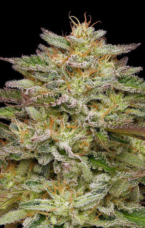 Golden Sands (Humboldt Seed Co.) feminisiert Cannabis Samen von Humboldt Seed Co.