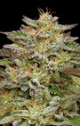 Golden Sands (Humboldt Seed Co.) Feminized