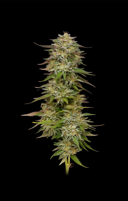 Golden Sands (Humboldt Seed Co.) feminisiert