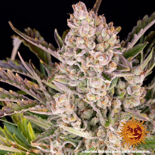 Gorilla Zkittlez Auto (Barneys Farm)