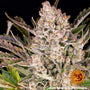 Gorilla Zkittlez Car (Barney's Farm)