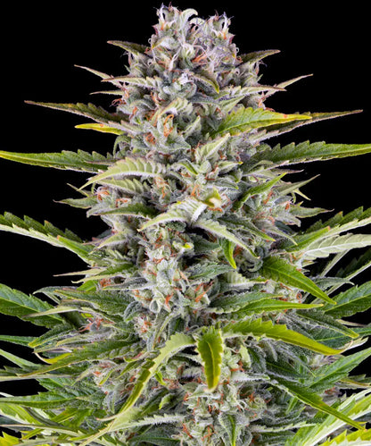 Gorilla Zkittlez Car (Barney's Farm)