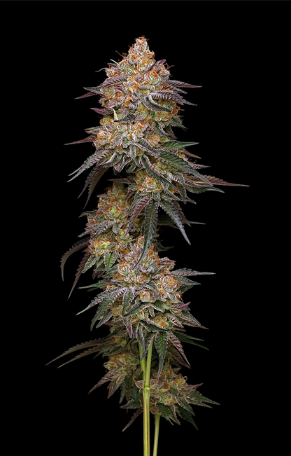 Granny Candy (Humboldt Seed Co.) feminisiert