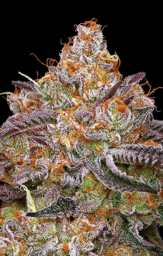 Granny Candy (Humboldt Seed Co.) feminisiert