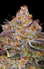 Granny Candy (Humboldt Seed Co.) Feminized