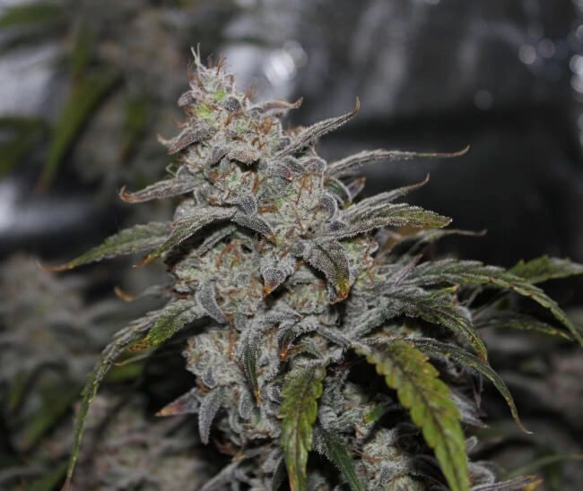 Grape Walker Kush Auto (Mephisto Genetics) Cannabis Samen von Mephisto Genetics