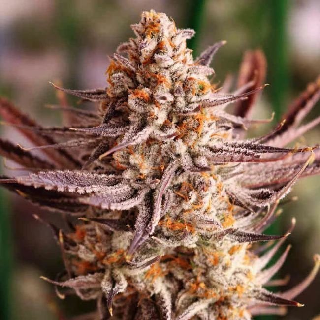 Lovin' in Her Eyes - Grape Amethyst (Feminisiert)