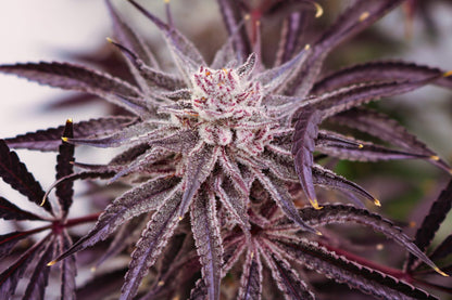 Grape Amethyst (Lovin In Her Eyes) feminisiert