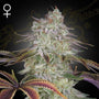 AlienZ (Greenhouse Seed Co.) feminisiert