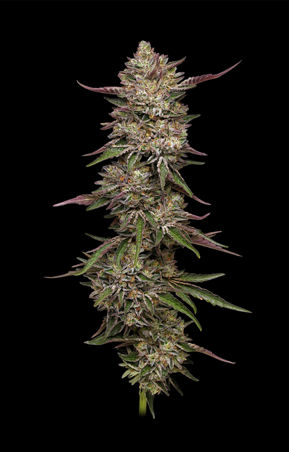 Guzzlerz (Humboldt Seed Co.) feminisiert