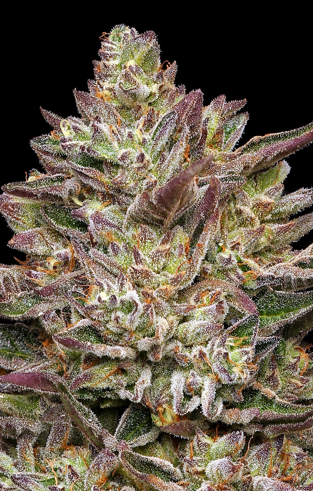 Guzzlerz (Humboldt Seed Co.) feminisiert