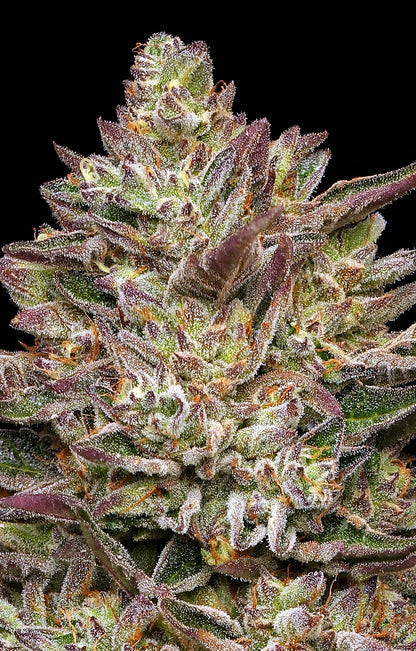 Guzzlerz (Humboldt Seed Co.) feminisiert