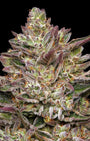 Guzzlerz (Humboldt Seed Co.) Feminized