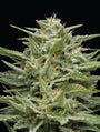 Hella Jelly (Humboldt Seed Co.) feminisiert