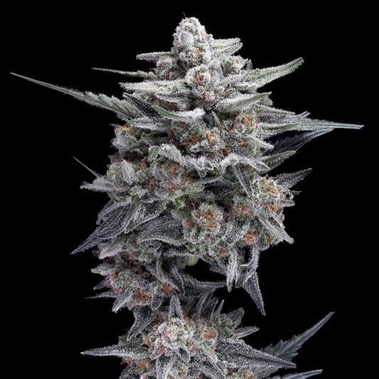 HG23 (Michael Jordan) (DNA Genetics) feminisiert Cannabis Samen von DNA Genetics