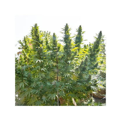 Hollands Hope (Dutch Passion) feminisiert