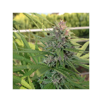 Hollands Hope (Dutch Passion) feminisiert