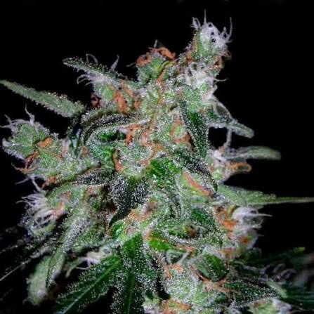 60 Day Lemon Auto (DNA Genetics) Cannabis Samen von DNA Genetics