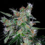 60 Day Lemon Auto (DNA Genetics)