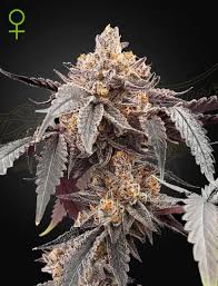 Guava x Gelato 41 Auto (Greenhouse Seed Co.) Cannabis Samen von Greenhouse Seed Co.
