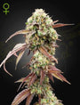 West Coast OG x Gelato 41 Auto (Greenhouse Seed Co.)