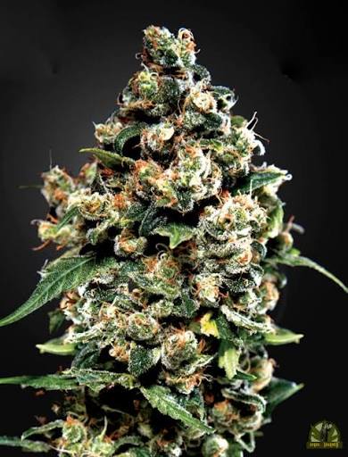 Jack Herer (Greenhouse Seed Co.) feminisiert Cannabis Samen von Greenhouse Seed Co.
