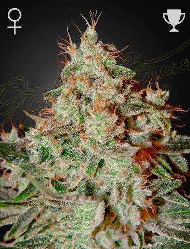 Lemon Skunk (Greenhouse Seed Co.) feminisiert Cannabis Samen von Greenhouse Seed Co.