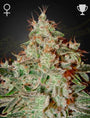 Lemon Skunk (Greenhouse Seed Co.) feminisiert