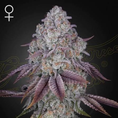 Persian Pie (Greenhouse Seed Co.) feminisiert Cannabis Samen von Greenhouse Seed Co.