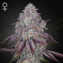 Persian Pie (Greenhouse Seed Co.) feminisiert