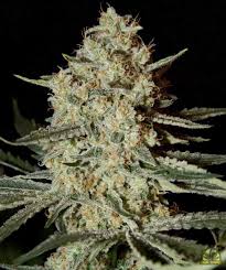 Himalayan Gold (Greenhouse Seed Co.) feminisiert Cannabis Samen von Greenhouse Seed Co.