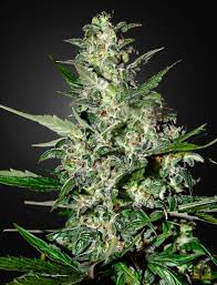 Super Critical Auto (Greenhouse Seed Co.) Cannabis Samen von Greenhouse Seed Co.
