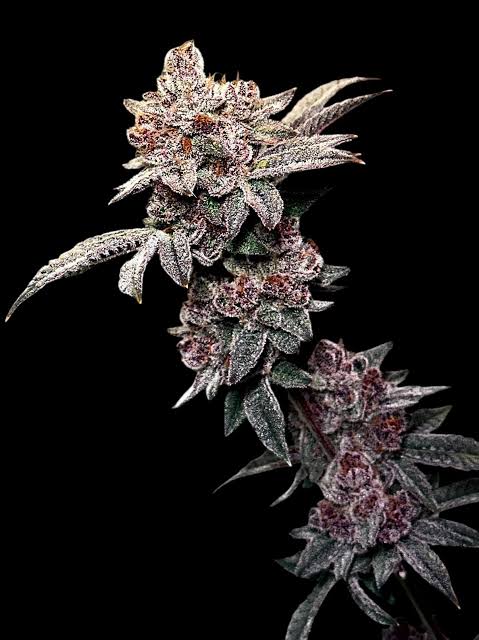 Gary & Gas (TerpyZ Mutant Genetics) feminisiert Cannabis Samen von TerpyZ Mutant Genetics