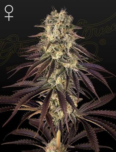 Kong's Krush (Greenhouse Seed Co.) feminisiert Cannabis Samen von Greenhouse Seed Co.