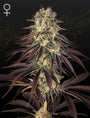 Kong's Krush (Greenhouse Seed Co.) feminisiert