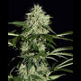Northern Lights Auto (Greenhouse Seed Co.)