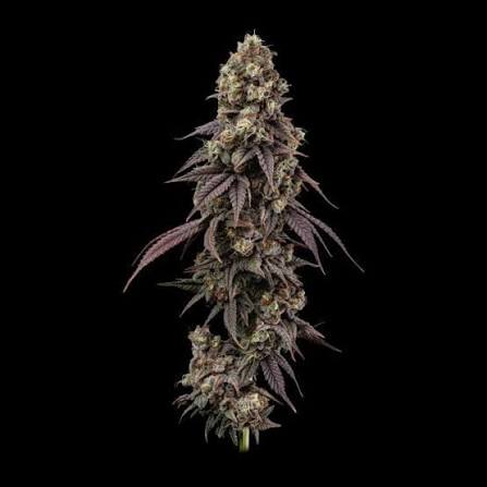 Ice Dream Cake Fast (Seedsman) feminisiert Cannabis Samen von Seedsman