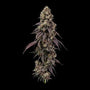 Ice Dream Cake Fast (Seedsman) Feminized