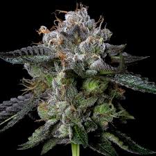 Four Prophets (DNA Genetics) feminisiert Cannabis Samen von DNA Genetics