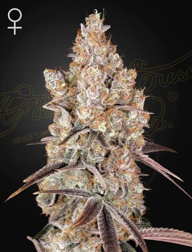 Holy Snow (Greenhouse Seed Co.) feminisiert Cannabis Samen von Greenhouse Seed Co.