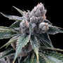 White Walker Kush (DNA Genetics) feminisiert