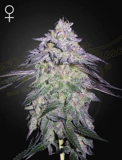 Nori Cake (Greenhouse Seed Co.) feminisiert Cannabis Samen von Greenhouse Seed Co.