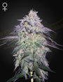 Nori Cake (Greenhouse Seed Co.) feminisiert