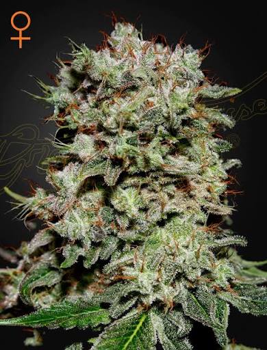Kalashnikova (Greenhouse Seed Co.) feminisiert Cannabis Samen von Greenhouse Seed Co.
