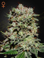 Kalashnikova (Greenhouse Seed Co.) feminisiert