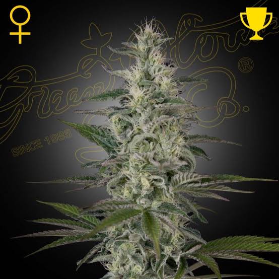 Hawaiian Snow (Greenhouse Seed Co.) feminisiert Cannabis Samen von Greenhouse Seed Co.