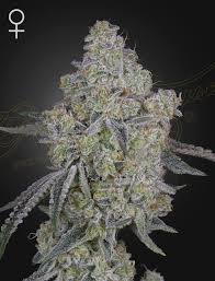 Honey Dipper (Greenhouse Seed Co.) feminisiert Cannabis Samen von Greenhouse Seed Co.