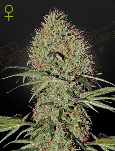 Super Bud Auto (Greenhouse Seed Co.) Cannabis Samen von Greenhouse Seed Co.